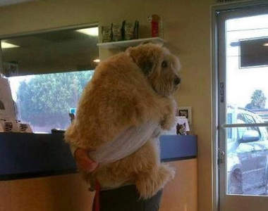 《動物知道要看獸醫的反應》乖喔乖喔其實我也很怕 〒皿〒