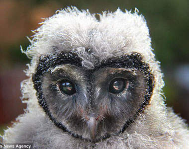 《愛心臉貓頭鷹》雪梨動物園新吉祥物♥