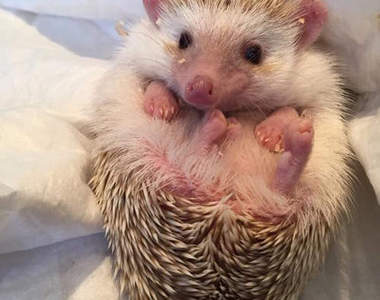 《刺蝟咖啡廳》和超可愛的小傢伙來個最親密的接觸♥