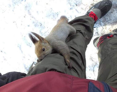 《不怕人的松鼠》把你口袋裡的食物交出來（抱大腿）