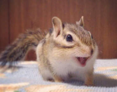 超萌《伸懶腰的花栗鼠》鼠界新星bikke