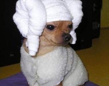 《寵物的羊角頭巾》怎麼在可愛之中透露一絲憂傷呢XD