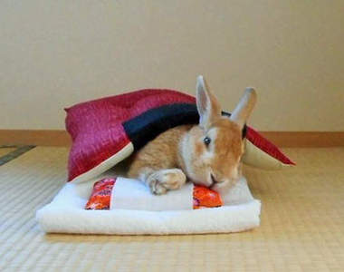 《被窩裡的小兔子》天冷了~被窩裡比較舒服嘛（窩）