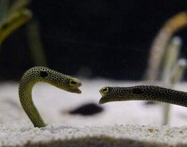 超無力《花園鰻吵架》這大概是全世界最可愛的爭執惹吧www