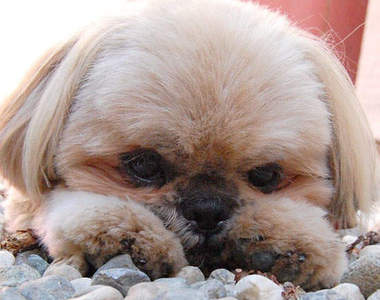 《西施犬道奇》Ins上30萬人氣的無動於衷犬