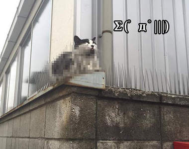 《貓的珍事件》被尖刺刺穿的貓咪好驚悚!?
