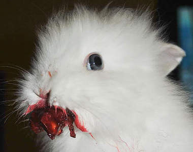 《動物吃草莓》明明應該很治癒卻變成案發現場!?