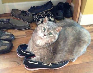 《愛上鞋子的貓貓》什喵?我才沒有穿反是你誤會了!