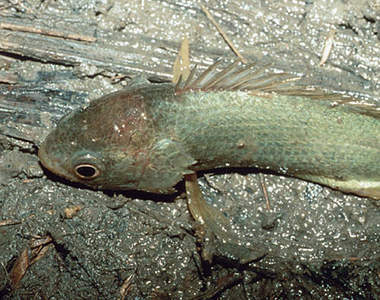 科學家警告《殺手級攀鱸魚入侵》這魚可以在陸地上走6天