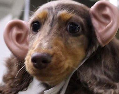 《動物戴人耳也萌萌?》擬人化的戴耳企劃大展開