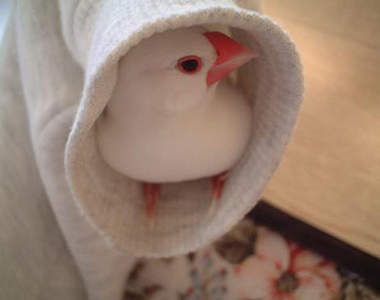 《袖口鳥》把袖口當成小窩也太可愛惹啊啊(灬ºωº灬)