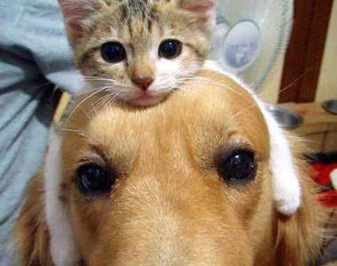 《日本人氣貓狗寵物排行》卡挖伊的五大毛小孩你猜猜會有誰？