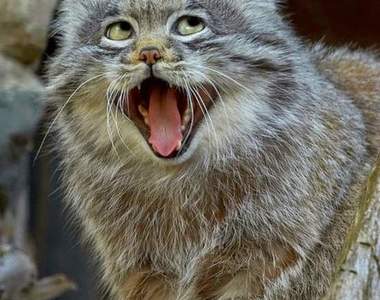 《15種稀有貓科動物》這麼美麗可愛的大貓們千萬不能絕種啊！