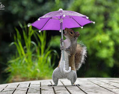 萌萌der《松鼠撐傘》下雨天療癒天o(≧v≦)o