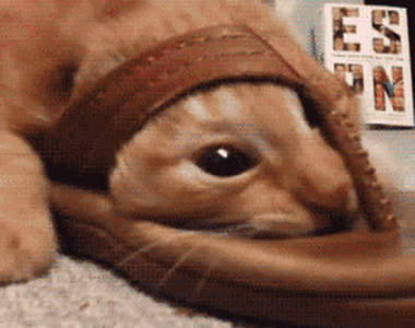 《貓與拖鞋的愛恨情仇》現在是在演哪一齣啊？