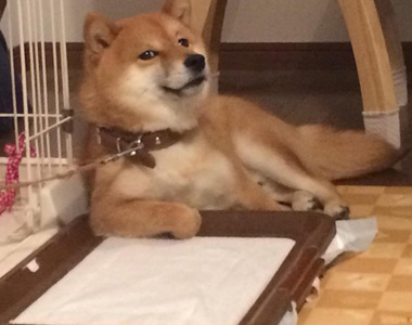 《戲精柴犬》每個表情都真的都很有事啊XD