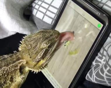 《動物迷科技》寶貝們的癖好還真不一樣(汗)