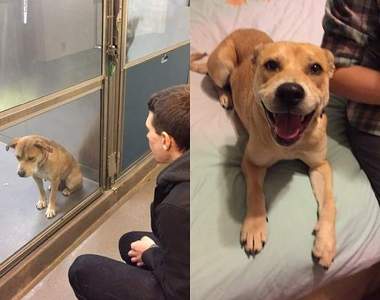 有洋蔥《寵物的第二人生》找到自己新家的流浪動物們