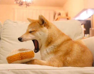 在美食抱枕中的《柴犬》看起來天天都在享受美食阿