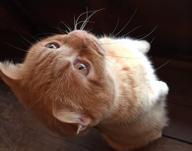 各種《站立貓》貓咪站直直也是要配合情境的ΦωΦ