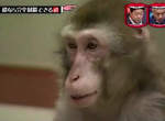 《猴子挑戰極限體能王》體能不是問題 反而頭腦需要加強訓練? 《猴子挑戰極限體能王》體能不是問題 反而頭腦需要加強訓練?