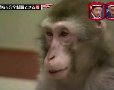 《猴子挑戰極限體能王》體能不是問題 反而頭腦需要加強訓練?