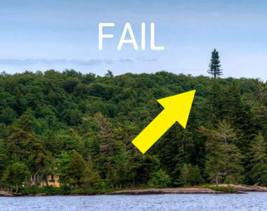 《是樹還是基地台》整個森林裡就它長得特別高...