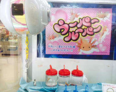 《珍奇景品夾娃娃機》第二彈一樣有活體的生物在裡面www