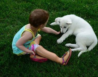 溫馨真人真事：四肢殘缺的女孩與沒有腳掌的小狗