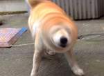 《柴犬的必殺技》吃我這招柴柴鑽頭(shibe drill)啦 《柴犬的必殺技》吃我這招柴柴鑽頭(shibe drill)啦
