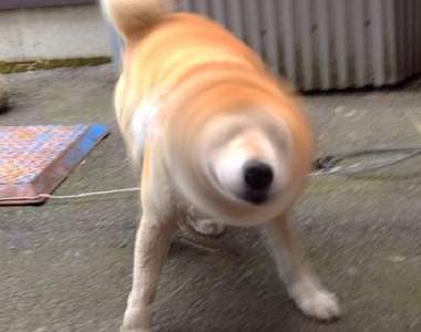 《柴犬的必殺技》吃我這招柴柴鑽頭(shibe drill)啦