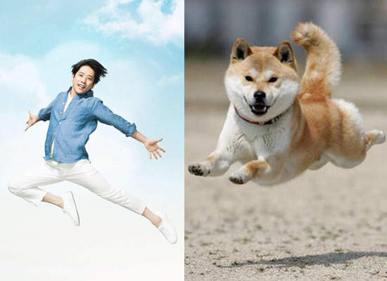 二宮和也與柴犬的相似度 所以家裡有柴犬也等於有二宮和也囉xd