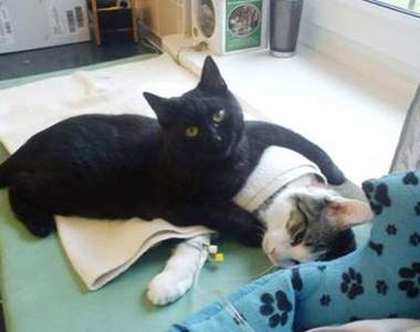 超療癒《黑貓小護士Radamenes》被肉球治癒是個不錯選擇？