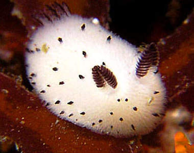 日本推特話題《兔子海蛞蝓》想看我奇特的小尾巴嗎