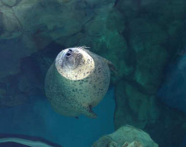 《海豹珍奇睡姿》這樣睡真的沒問題齁？ ( ˘ω˘ )Zzz