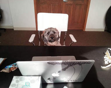 《辦公室的汪星人》帶著汪星人上班不會分心嗎?