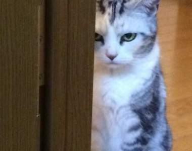 網友爆怒《Youtube影片失效事件》是哪支影片消失引起軒然大波？