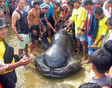 好可怕系列《極罕見裂嘴巨口鯊》全球剩不到 50 隻的異鯊魚引發萬人圍觀