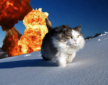 《會爆炸的貓》可愛又殘忍的桌上遊戲 比比看誰家的貓最會炸？