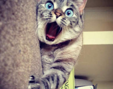 《2014年度貓咪話題》貓奴們今年也要好好效忠貓老大喔ΦᴗΦ