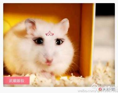 《全民武媚娘》貓貓狗狗篇 毛小孩也好嬌媚