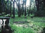 4月29日之後的《P.T.》市場只要有需求就有供給啦… 4月29日之後的《P.T.》市場只要有需求就有供給啦…