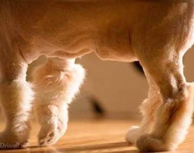 純天然《貓靴子》僅此一家絕無分號 ΦωΦ