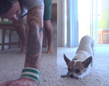 《寵物宅急便》會跟主人一起做瑜伽的瑜珈犬超可愛