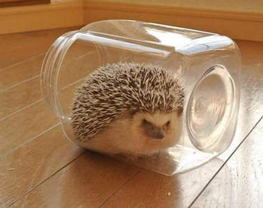 超可愛《捕刺蝟》飼主間悄悄流行的新玩法♥