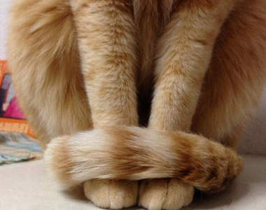 《貓的手卷》超可愛的貓尾圍巾也可以借人家一下嗎♥