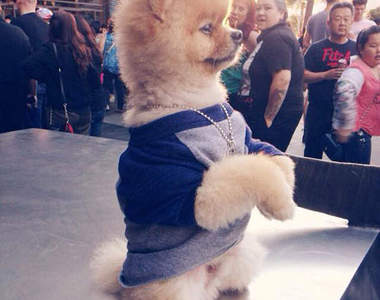 神犬Jiff《會倒立走路的狗》還擁有金氏世界紀錄喔