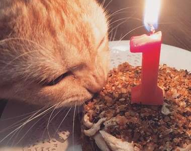 《喵星人的生日》即使在生日這天依舊霸氣ww