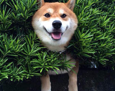 《卡卡汪星人》傳說只要有被夾住的狗狗就一定是柴犬？