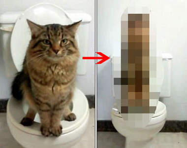 網友分享《教貓咪在馬桶上廁所》便便時出現超可愛的謎樣姿勢？